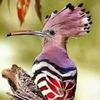 thatposhbird